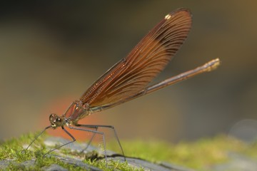 ミヤマカワトンボ♀