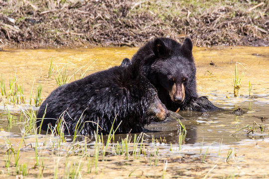 bathing black bears