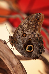 Motyl egzotyczny © mycatherina