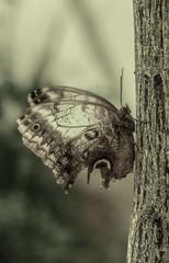 Motyl tropikalny © mycatherina