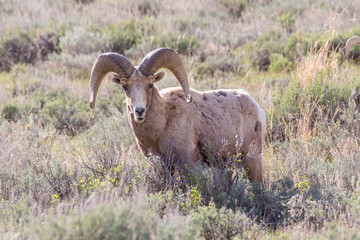 big horn sheep