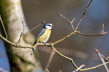 A portrait of a blue tit sitting on a little branch, looking around and resting. ready to fly away again at any moment.