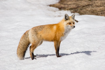 Fototapeta premium fox