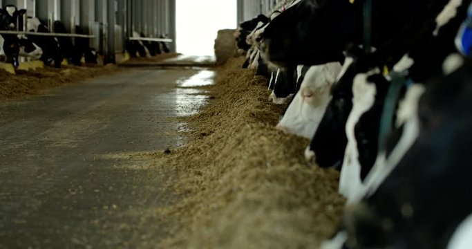 Rack focus of cows eating and chewing hay from pile inside huge barn on industrial farm. RAW video record.