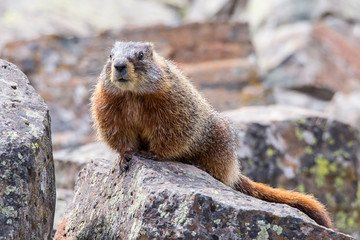 Marmot