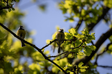 A portrait of two blue tits sitting next to each other on a branch of a tree in the forest.