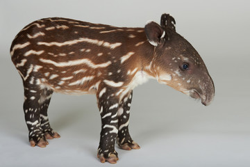 Side view of baby tapir