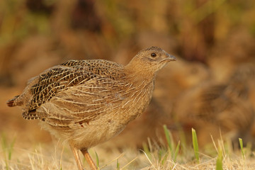pheasant bird in the grass