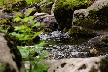 La petite cascade au milieu des plantes et des rochers