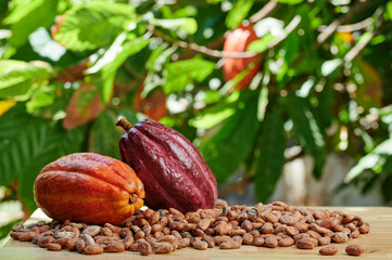 Macro view of cacao ripe