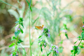 A beautiful butterfly with orange wings sits on a wild flower.