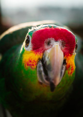 Loro Ciriamarillo o Amazona Frentirroja