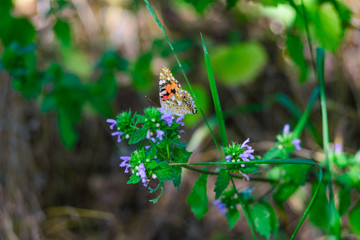 A beautiful butterfly with orange wings sits on a wild flower.