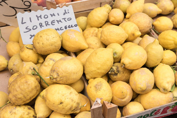 Limoni di Sorrento Naples Italy