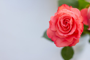 pink  rose on white background. copy space