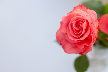 red rose on white background free space