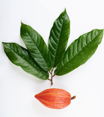 Cacao pod and green tree branch