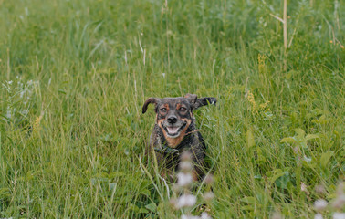  little black dog in the green grass. dog in the field