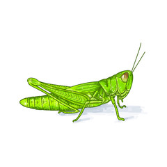 grasshopper color green vector illustration on white background isolated flat design