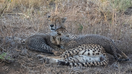 Cheetas nursing her two babies in the savannah, Serengeti reserve in Tanzania, panorama