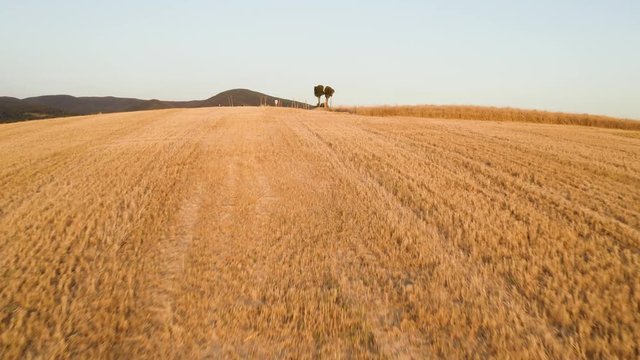 Colline toscane viste con il drone al tramonto.