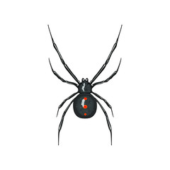 black widow spider venomous vector illustration on white background isolated flat design