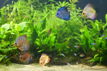Group of fish swimming in Aquarium, Fish Tank, with Coral Reef, Animals, Nature.