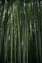 Vertical landscape of bamboo trees and branches in a forest with light in the background