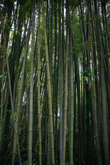 Fototapeta premium Vertical landscape of bamboo trees and branches in a forest with light in the background