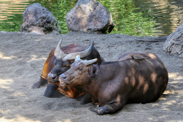 A couple of African forest buffalo in a zoo