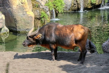 An African forest buffalo in a zoo