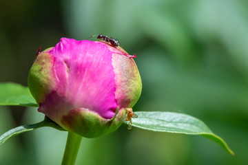 Pink peony bud