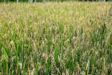 paddy field