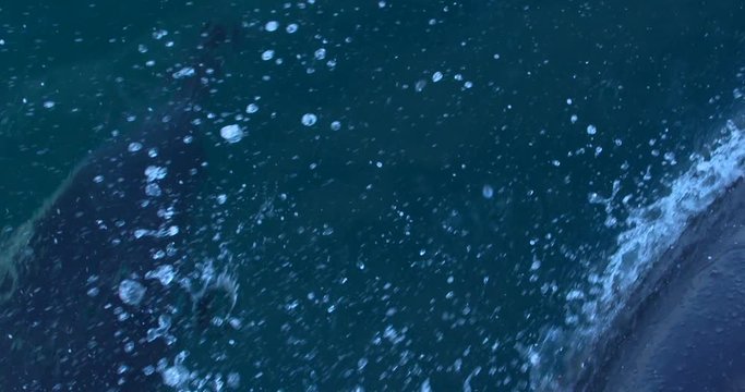 Dolphins bow riding swimming near ocean surface blowhole slow motion