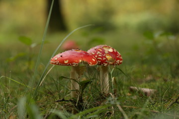 toadstools