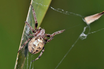Larinioides cornutus, the furrow spider, furrow orb spider, or foliate spider is an orb-weaver spider, Crete