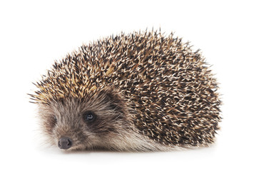 One brown hedgehog.