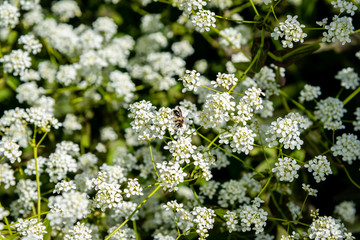White flowers