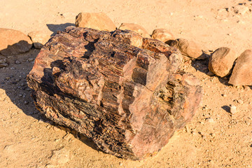 Fossilised tree trunk at the Petrified Forest, Twyfelfontein, Namibia