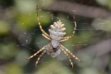 Argiope lobata is a species of spider belonging to the family Araneidae, Crete