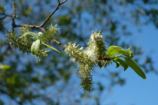 Bl&uuml;te Silberweide Weide im Fr&uuml;hjahr