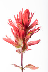 Common Red Paintbrush on White
