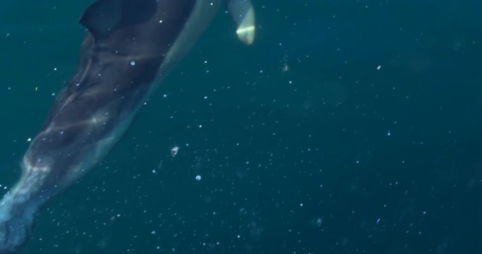 Action dolphins bow riding swimming under crashing waves blowhole fins ocean slow motion
