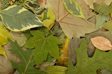 Flat Dried Leaves or Forest Floor in Camouflage Colors