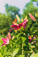 Beautiful blooming lily flowers in the garden