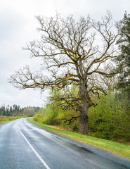 asphalt road with a curve in the distance, a large oak tree without leaves in spring, everything is light green all around