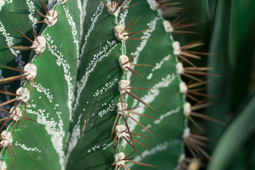 Macro photo of spiky and fluffy cactus, cactaceae or cacti