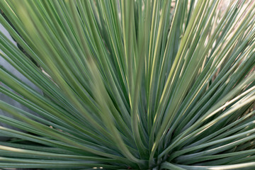 Macro photo of spiky and fluffy cactus, cactaceae or cacti