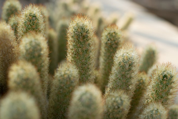 Macro photo of spiky and fluffy cactus, cactaceae or cacti