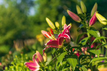 Beautiful blooming lily flowers in the garden